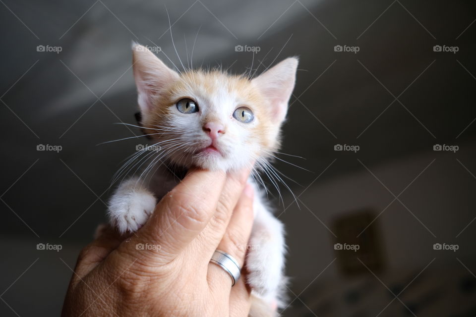 Portrait of small yellow cat raised on hands on dark background