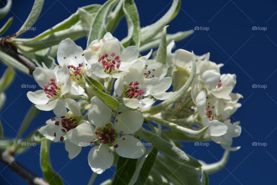 Close-up of white blossom against blue sky