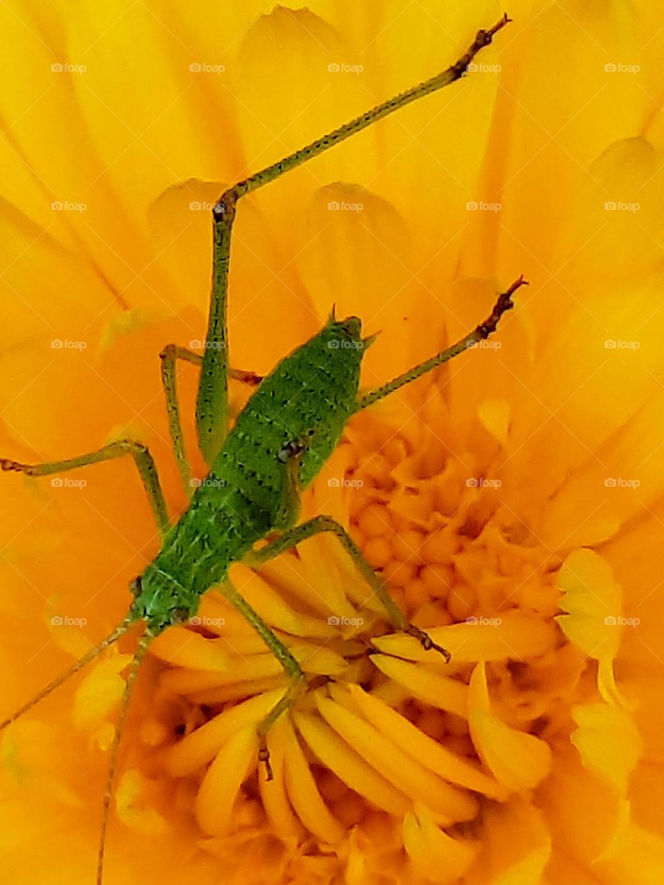 green bug on yellow marigold