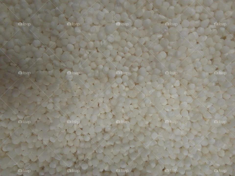 SAGO- FROM WHICH MANY TASTY DISHES ARE MADE.