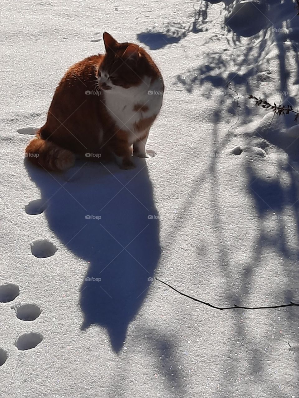 ginger cat sitting on fresh glittering snow with its long blue shadow