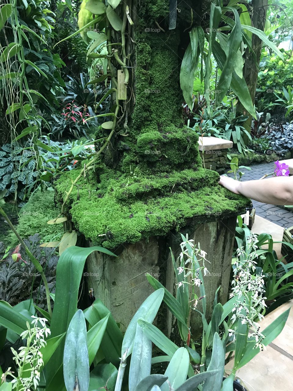 A person touching a pillar covered in thick moss in a garden
