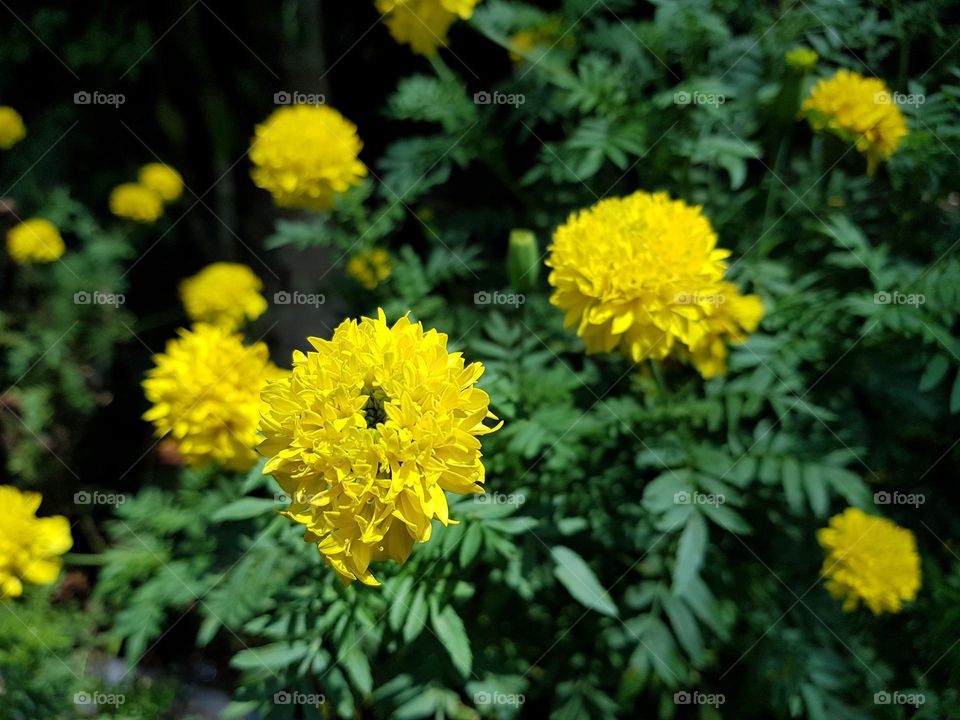 garden in yellow