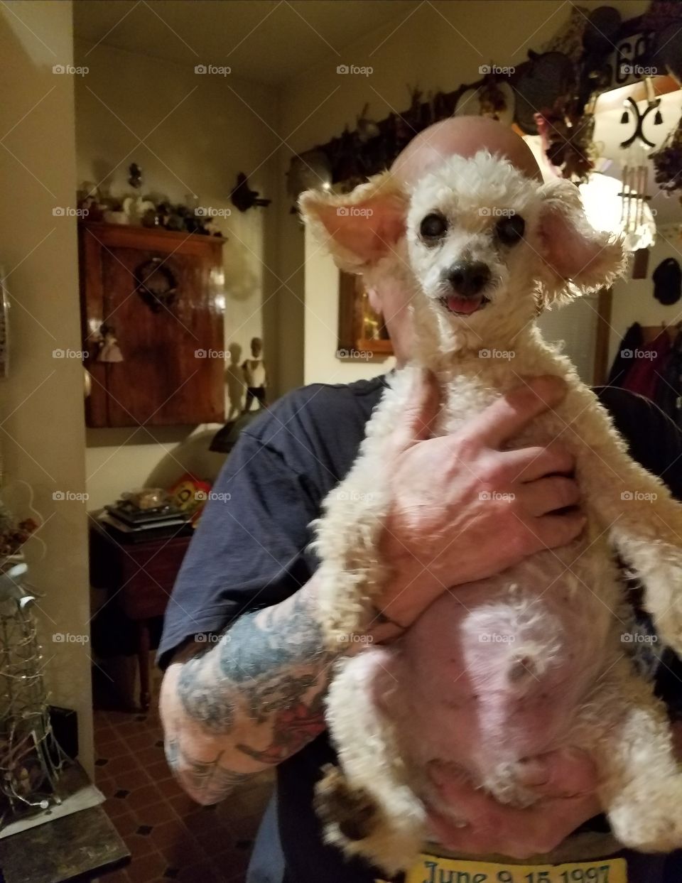 Man holding white small poodle upright for a funny, silly pic. Playing with loved family pet puppy🐾💞