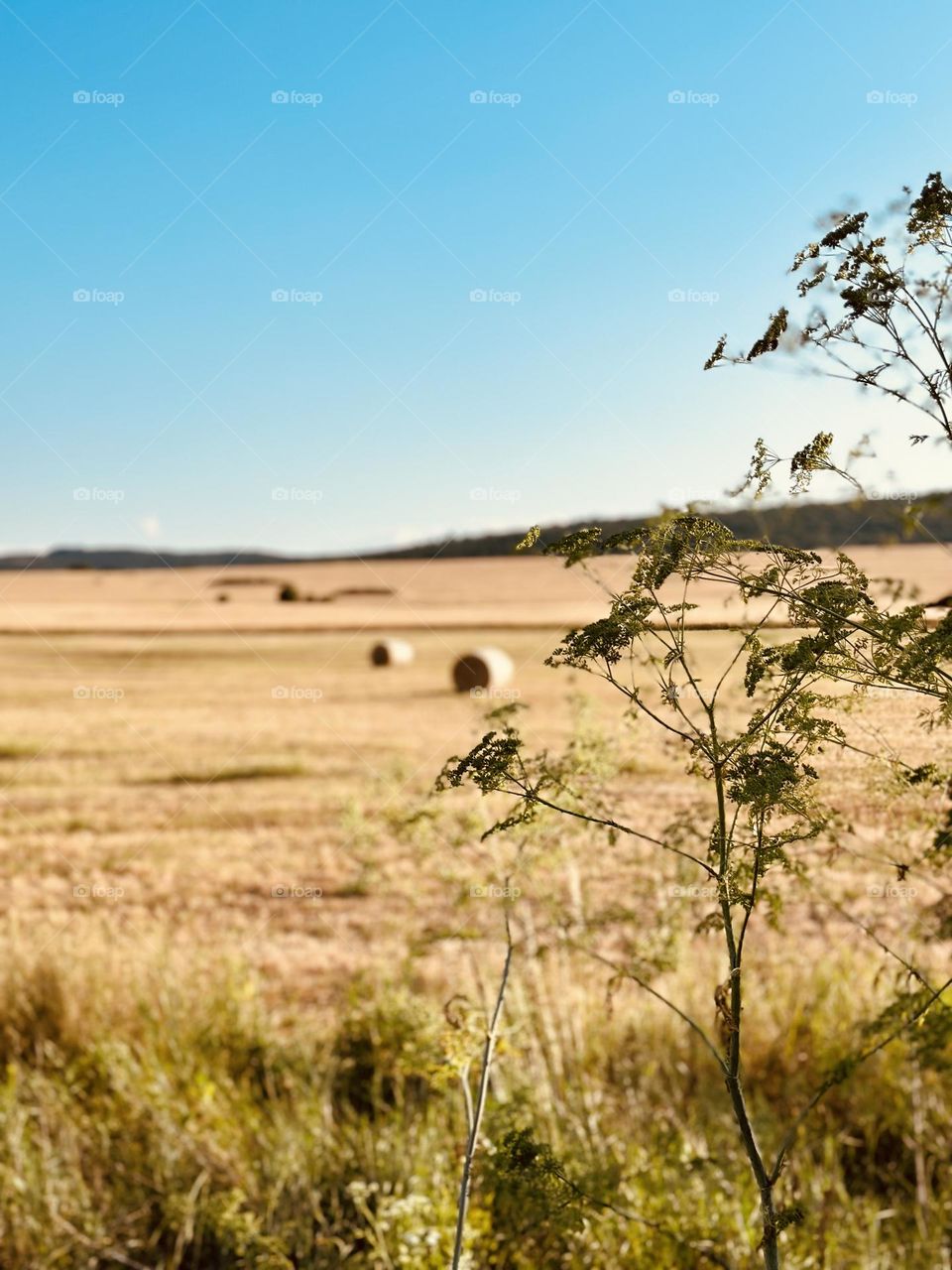 A field