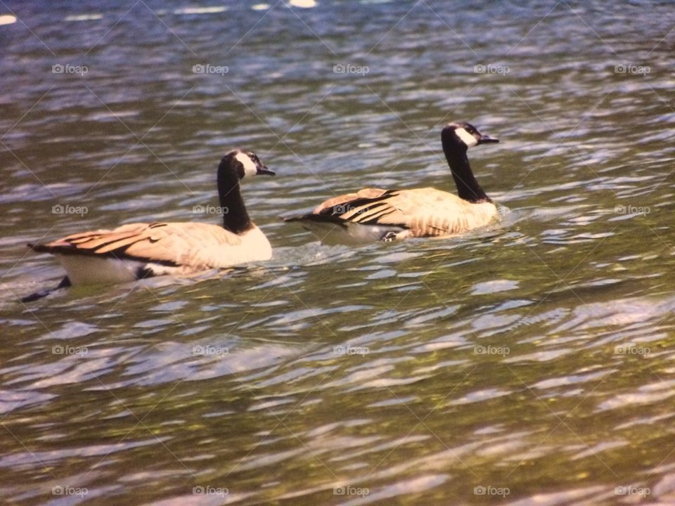 Canadian geese