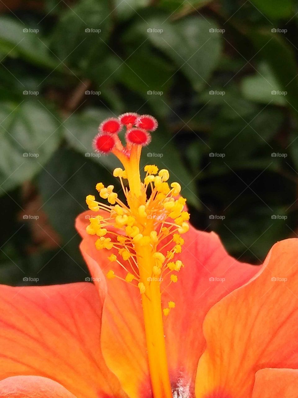 stylus of the hibiscus flower in my garden