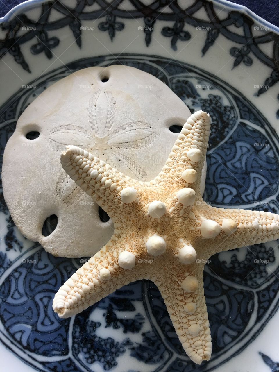 Starfish resting on sand dollar 