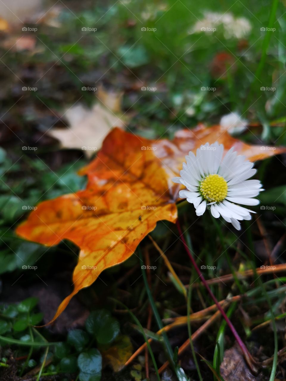 White flower and leaf