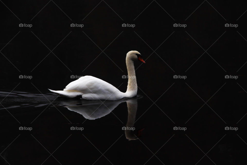 beautiful photo of a swan on the river with reflection and great contrast