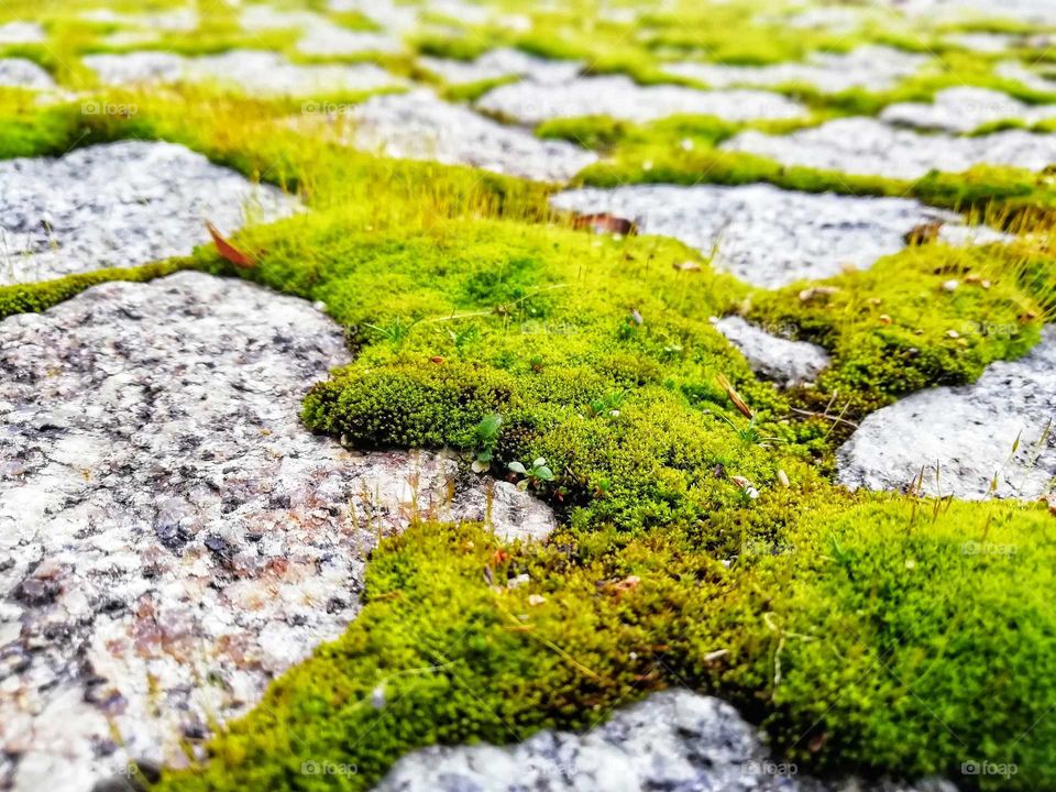 Close up of cobblestone path with green grass