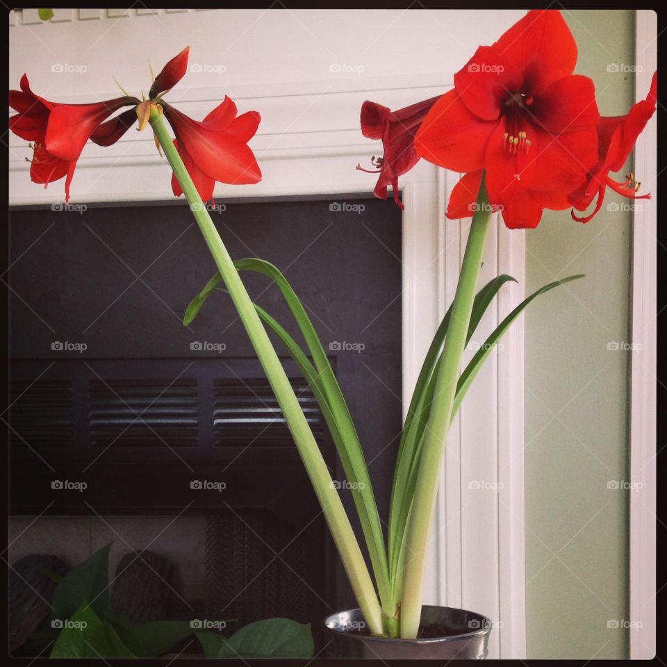 Amaryllis 