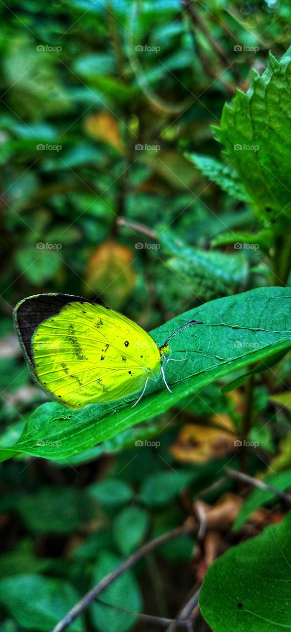 A yellow butterfly is perching on a leaf