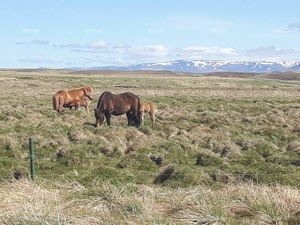 Icelandic horses on a beautiful day