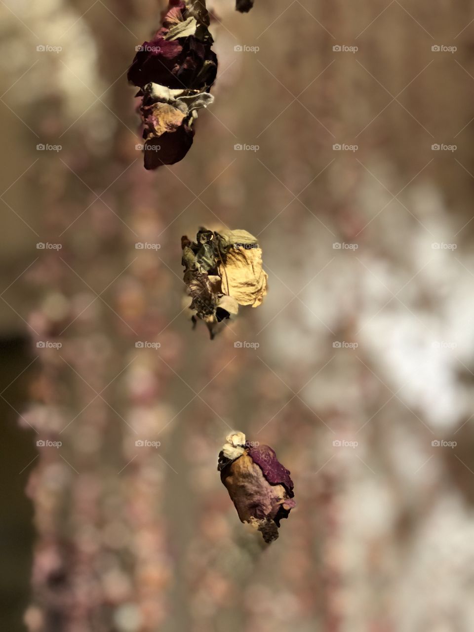 Suspended in time rose garden 