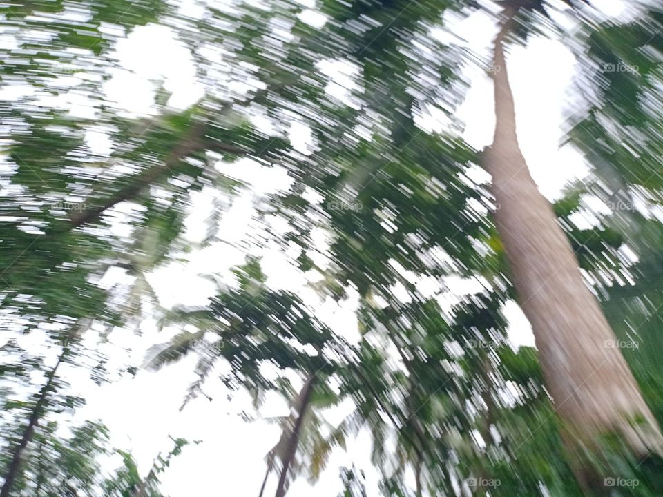 tree and blur bokeh effect nature photography