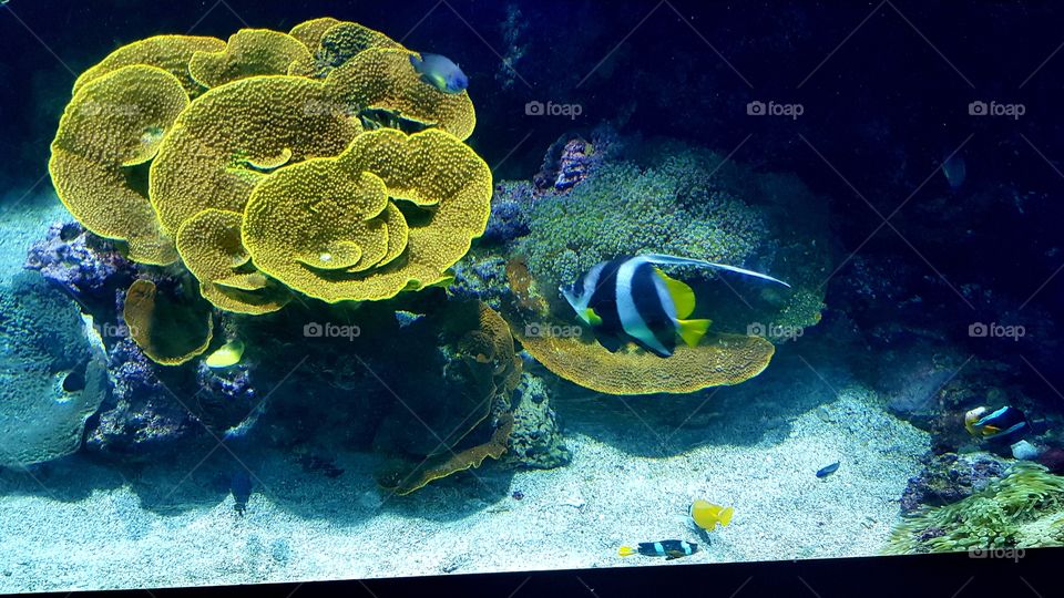 Musée Océanographique de Monaco