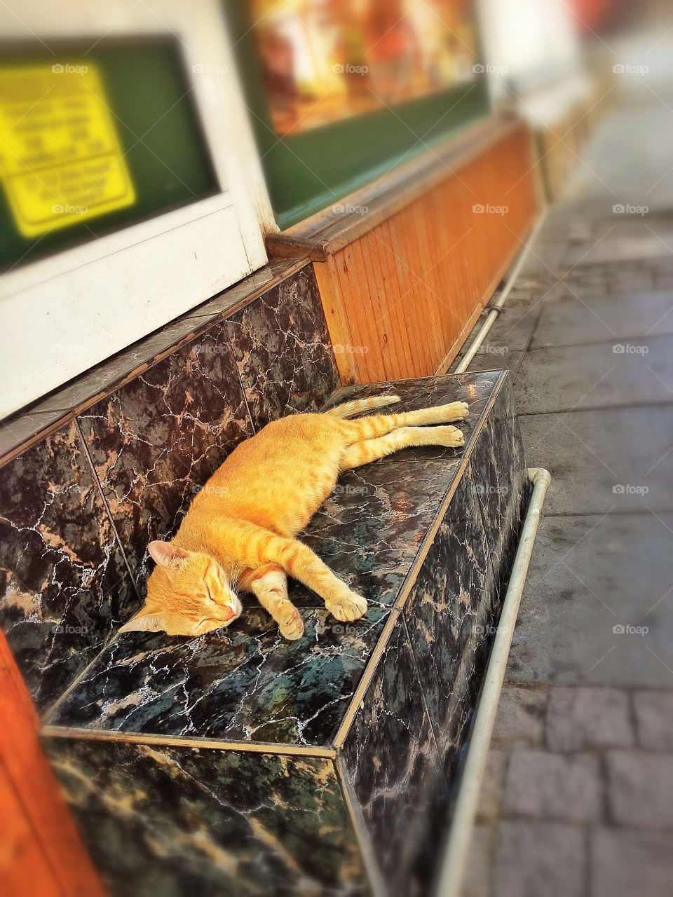 street close cat sleeping by penguincody