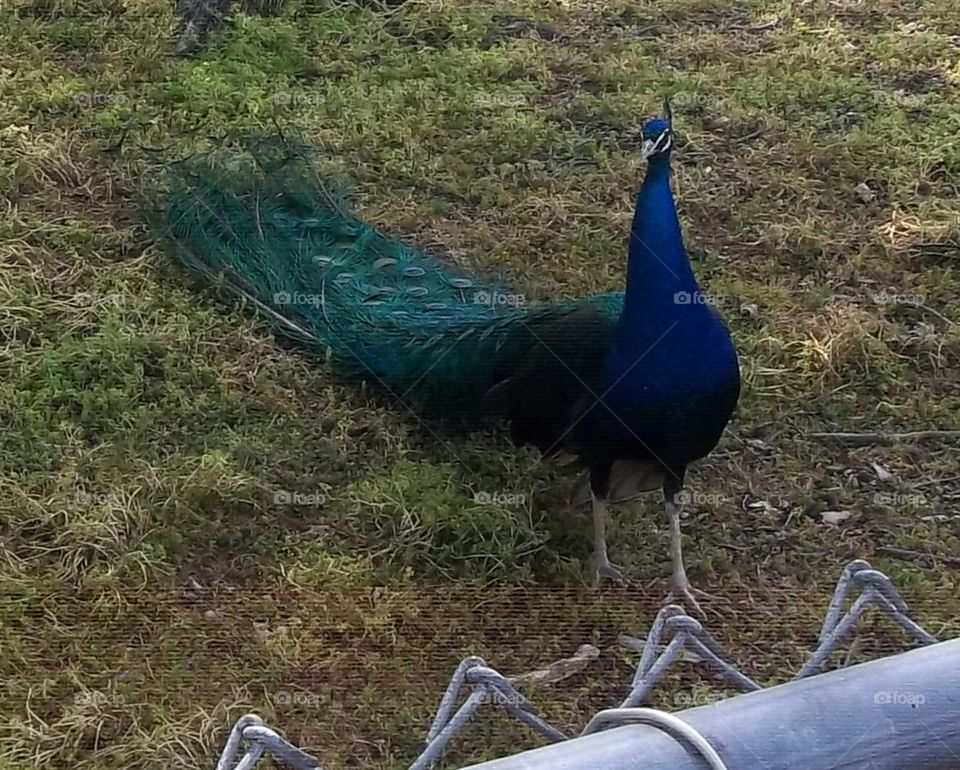 peacock