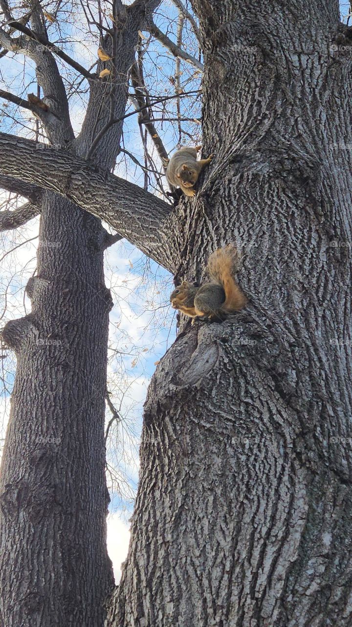 Squirrel Crew 1