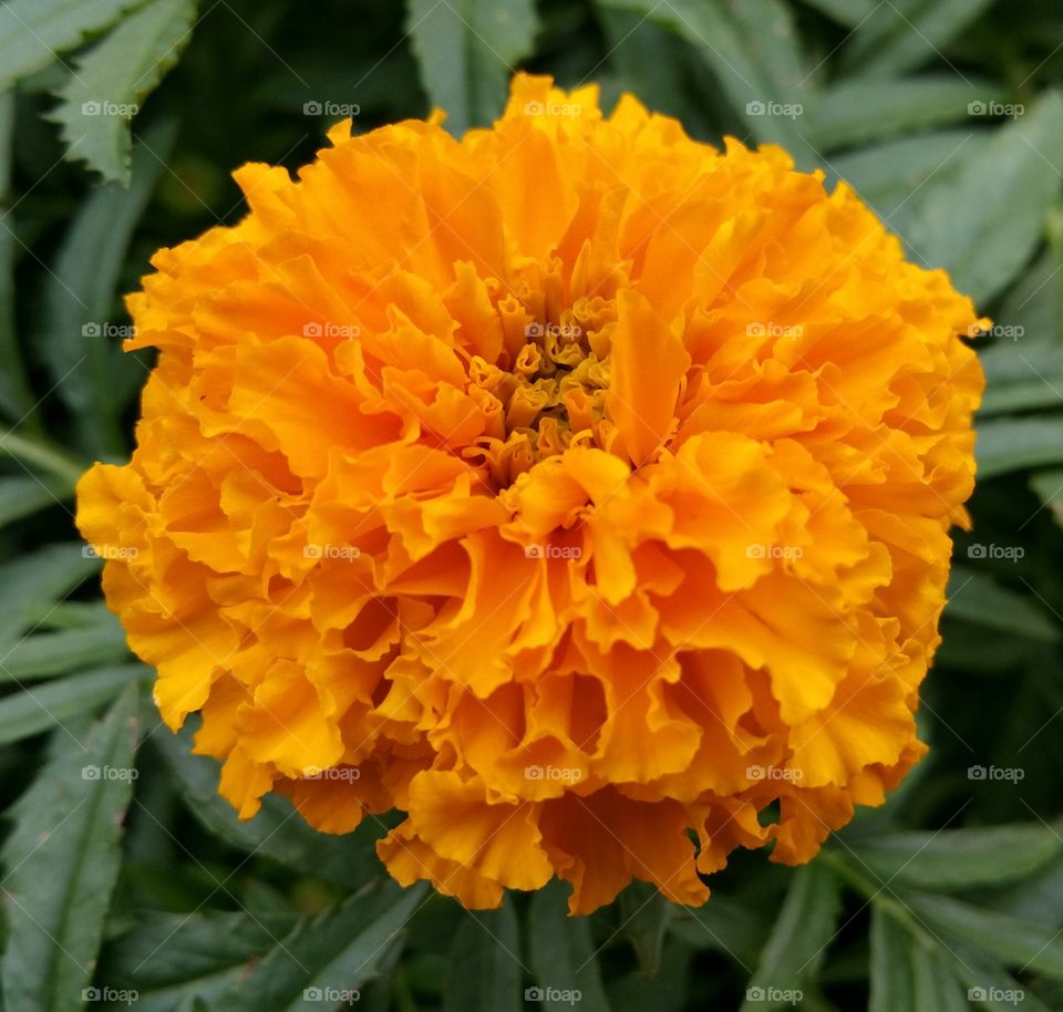 orange flower. i just loved the shape and color 