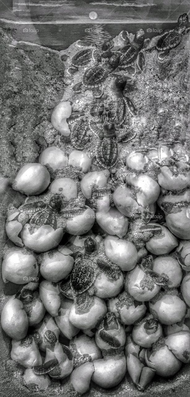 Illustration on how baby seaturtles hatch under the beach sand. 