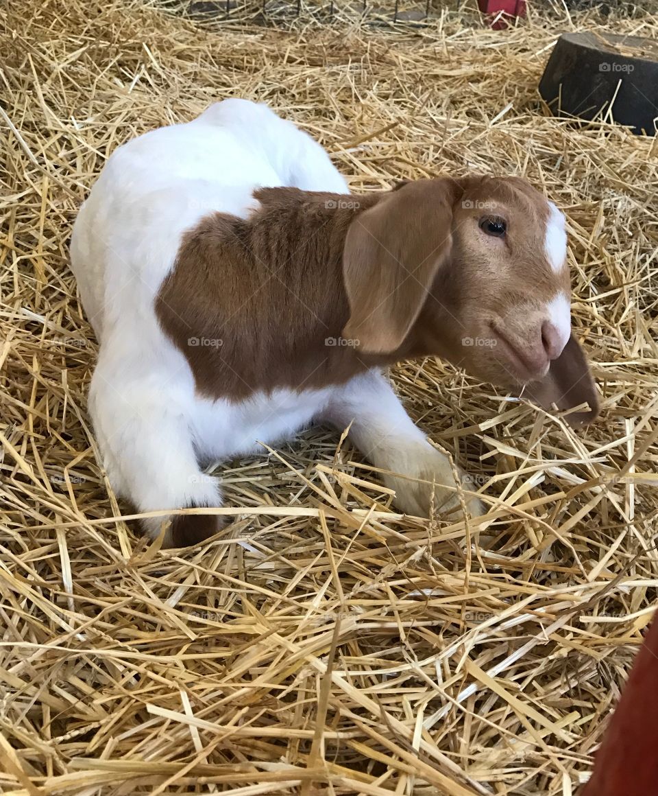 Baby goat 