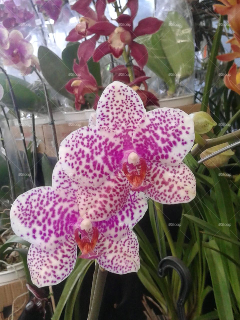 Orquídea Brasil