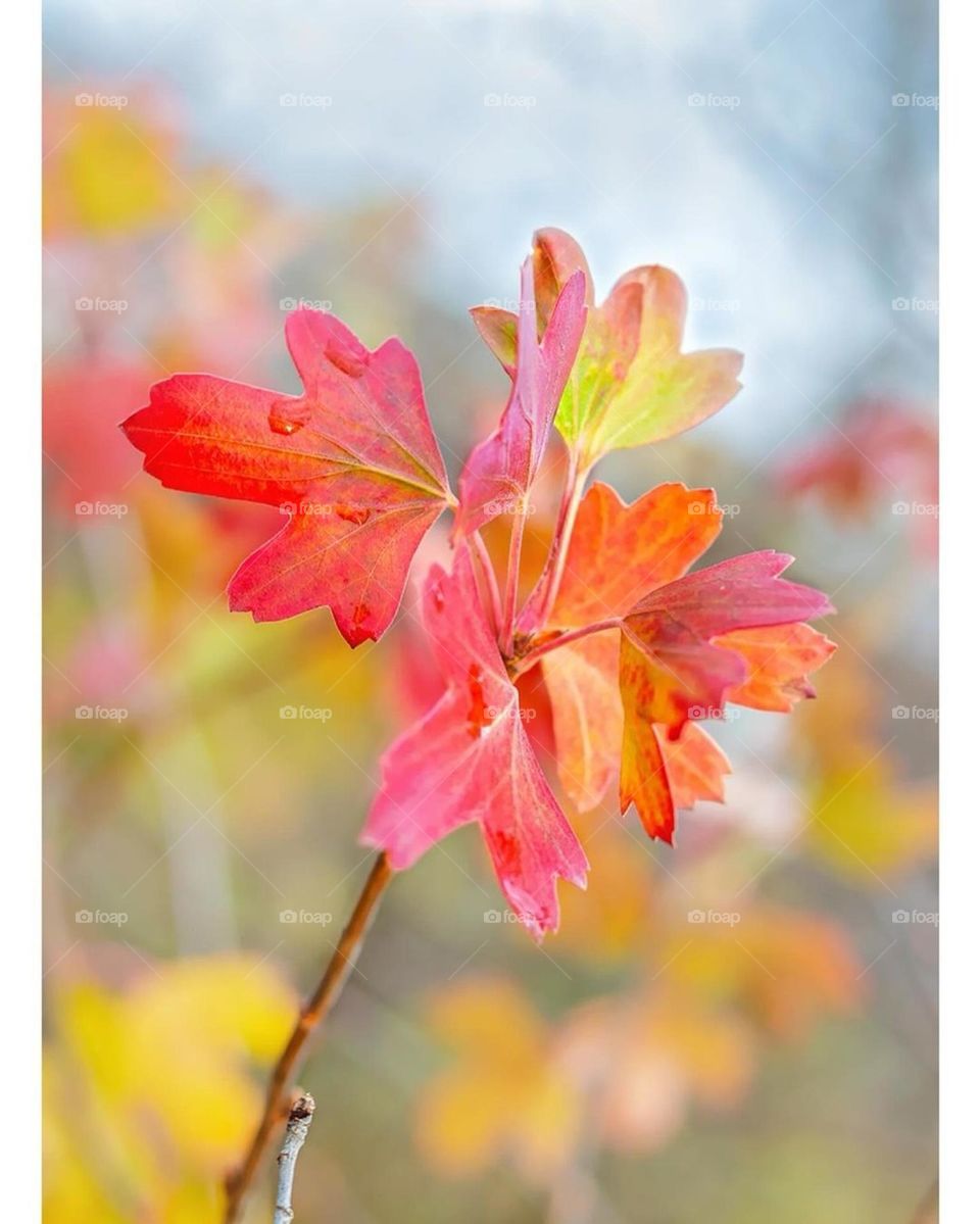 The colors of autumn