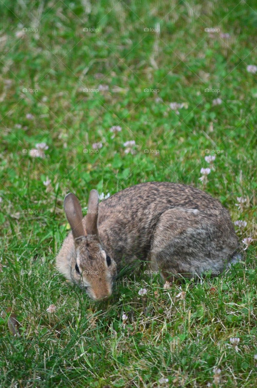 Resting Rabbit