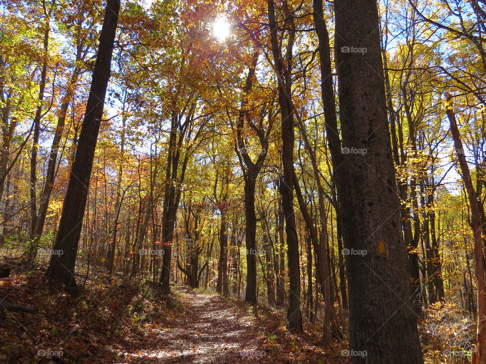 Trail through the forest in Shenandoah National Park