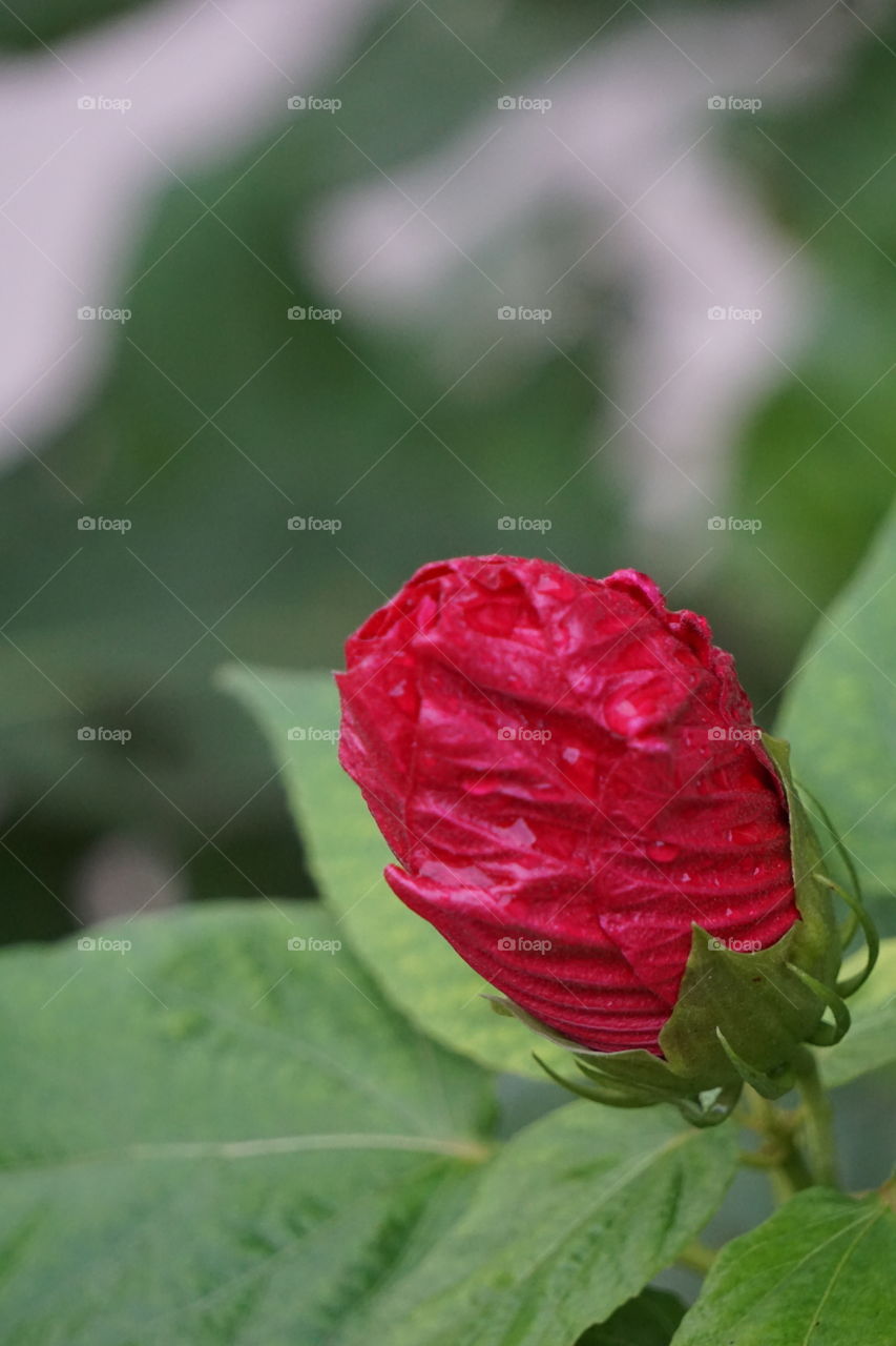 Dew drops on hibiscus blossom. 
