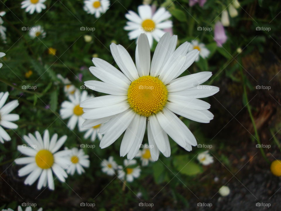 Hello yellow. Yellow and white daisies