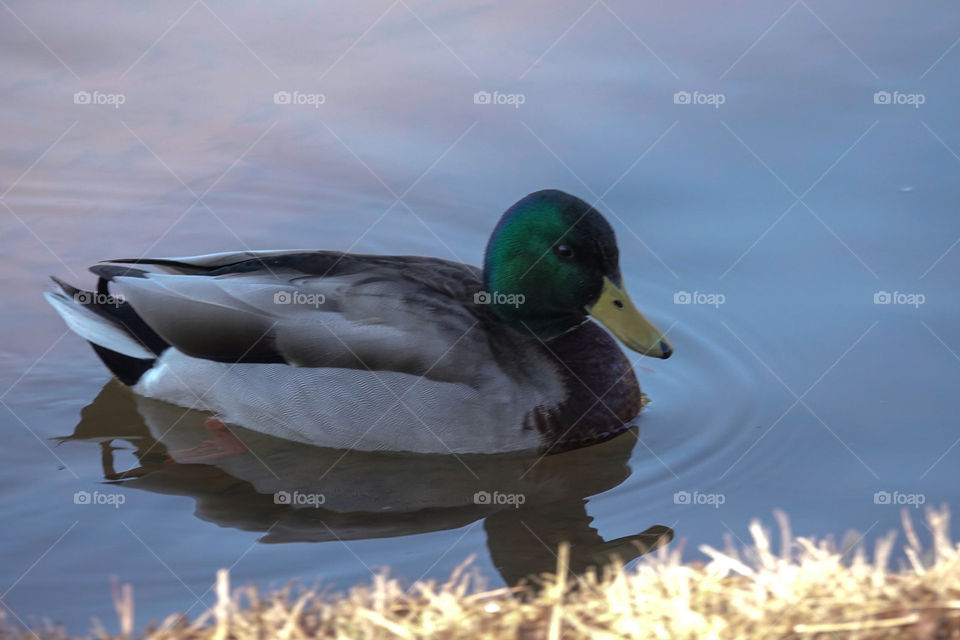 Green headed mallard duck on lake with morning sun on fall grass.