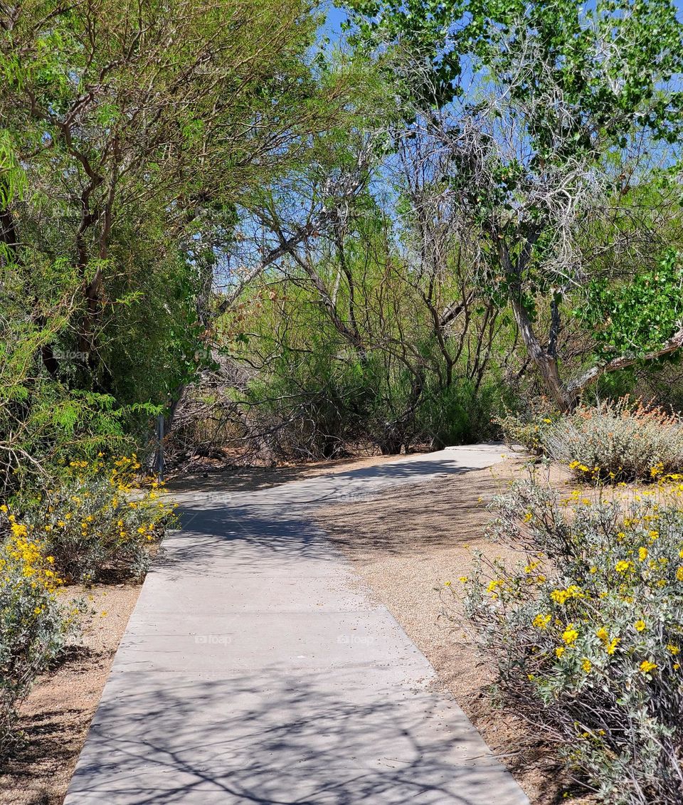 Walking on an Arizona Spring Day
