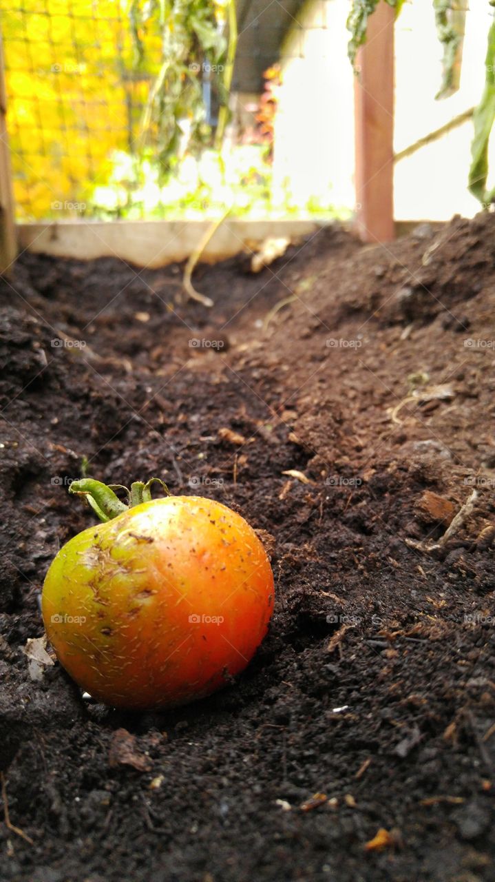 Lonely abandoned tomato