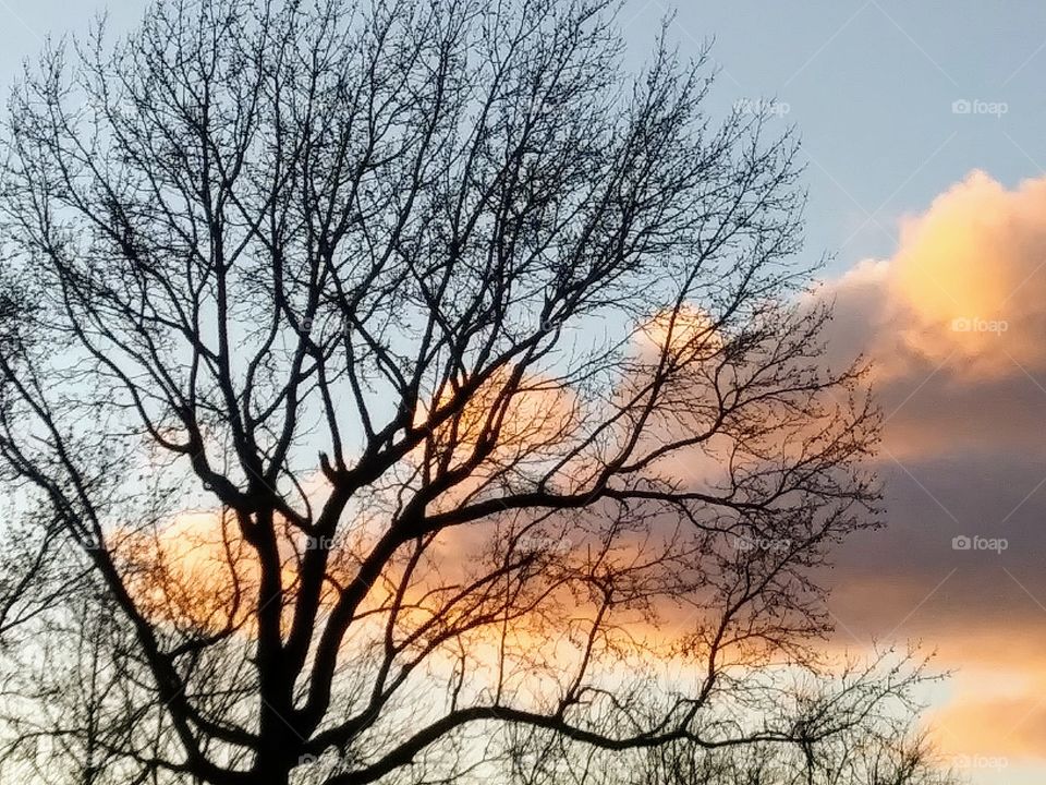 tree at sunset