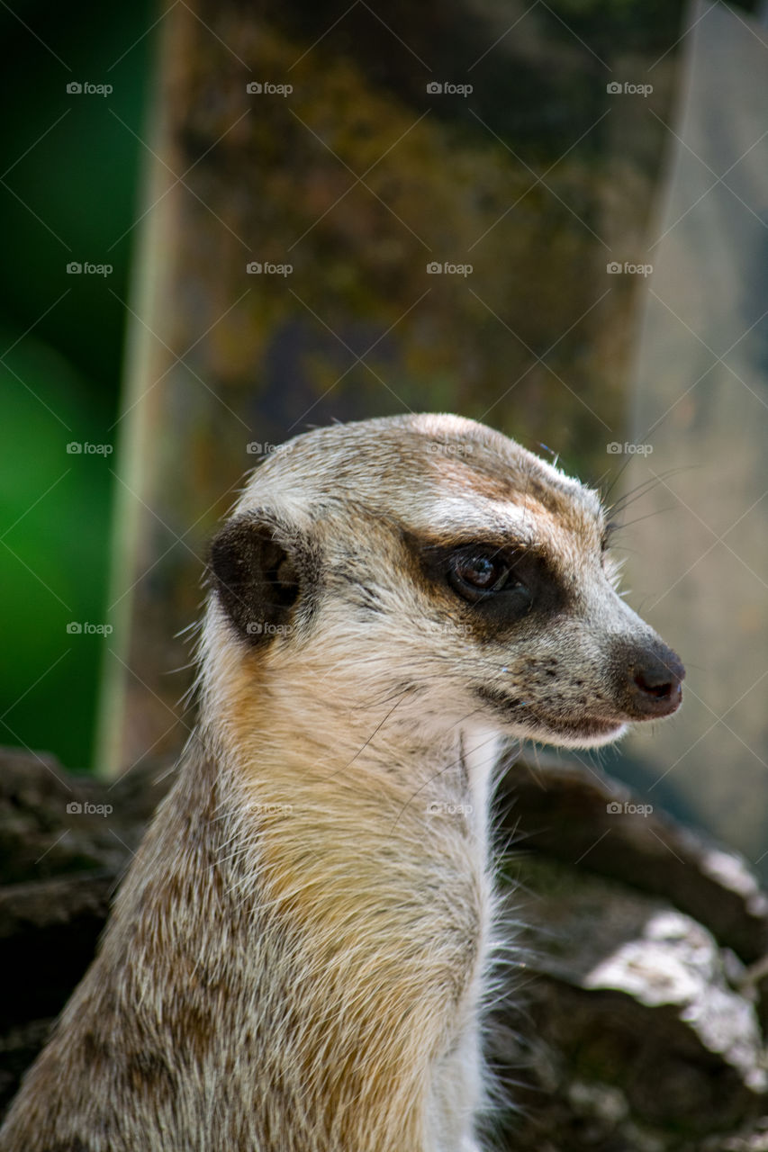 portrait of a meerkat
