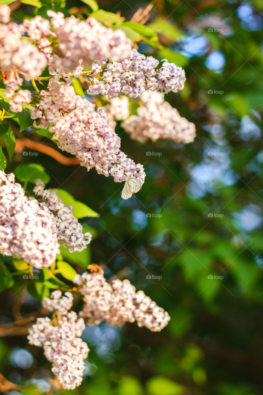 Blooming lilac