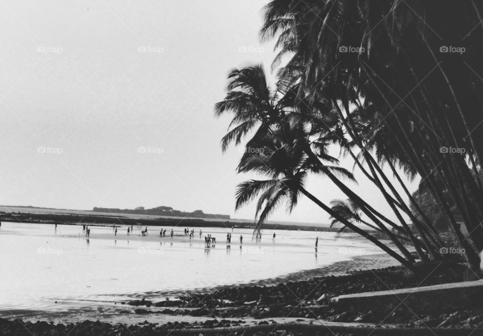 #beach #life #seaview #tree #coconut #palm #blacknwhite