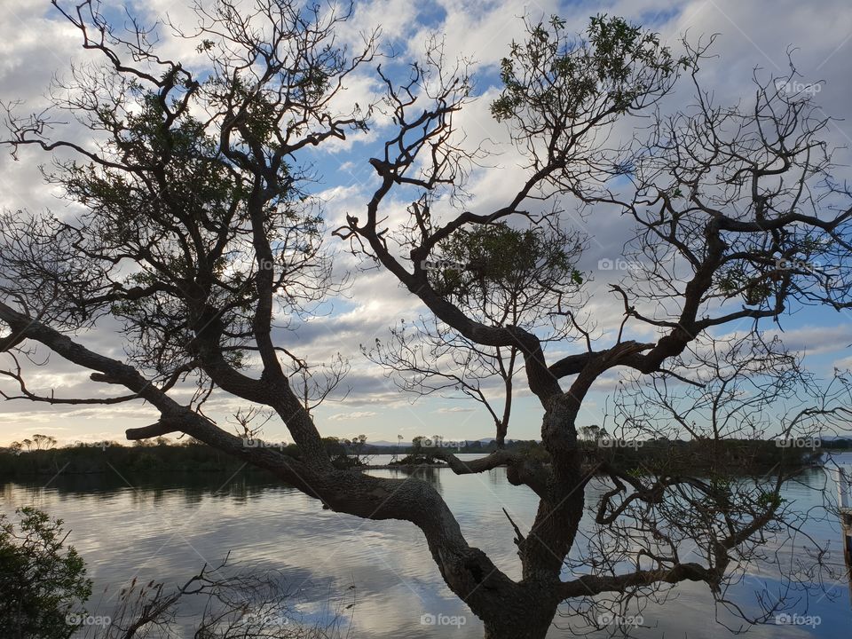 Tree over the Water