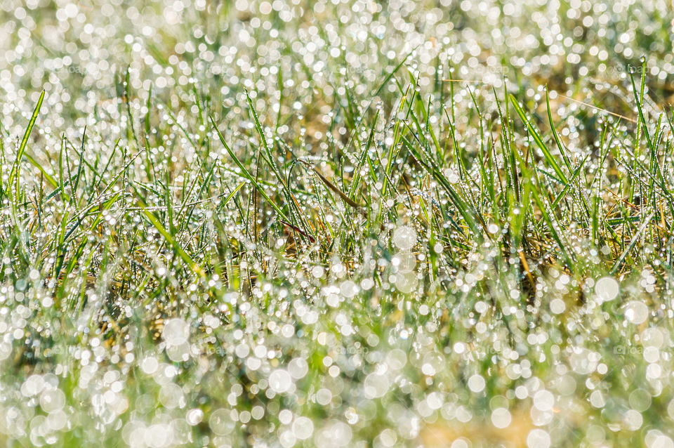 Lots of drops of the dew in the morning on the grass