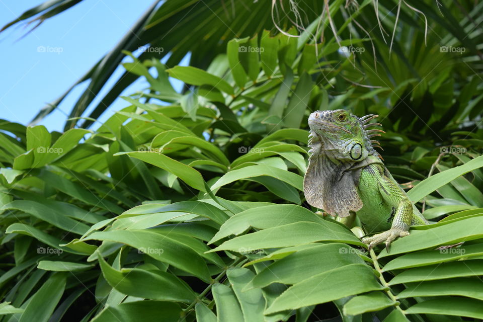 An iguana attempts to camouflage in a bush in Key West, FL. July 2016.