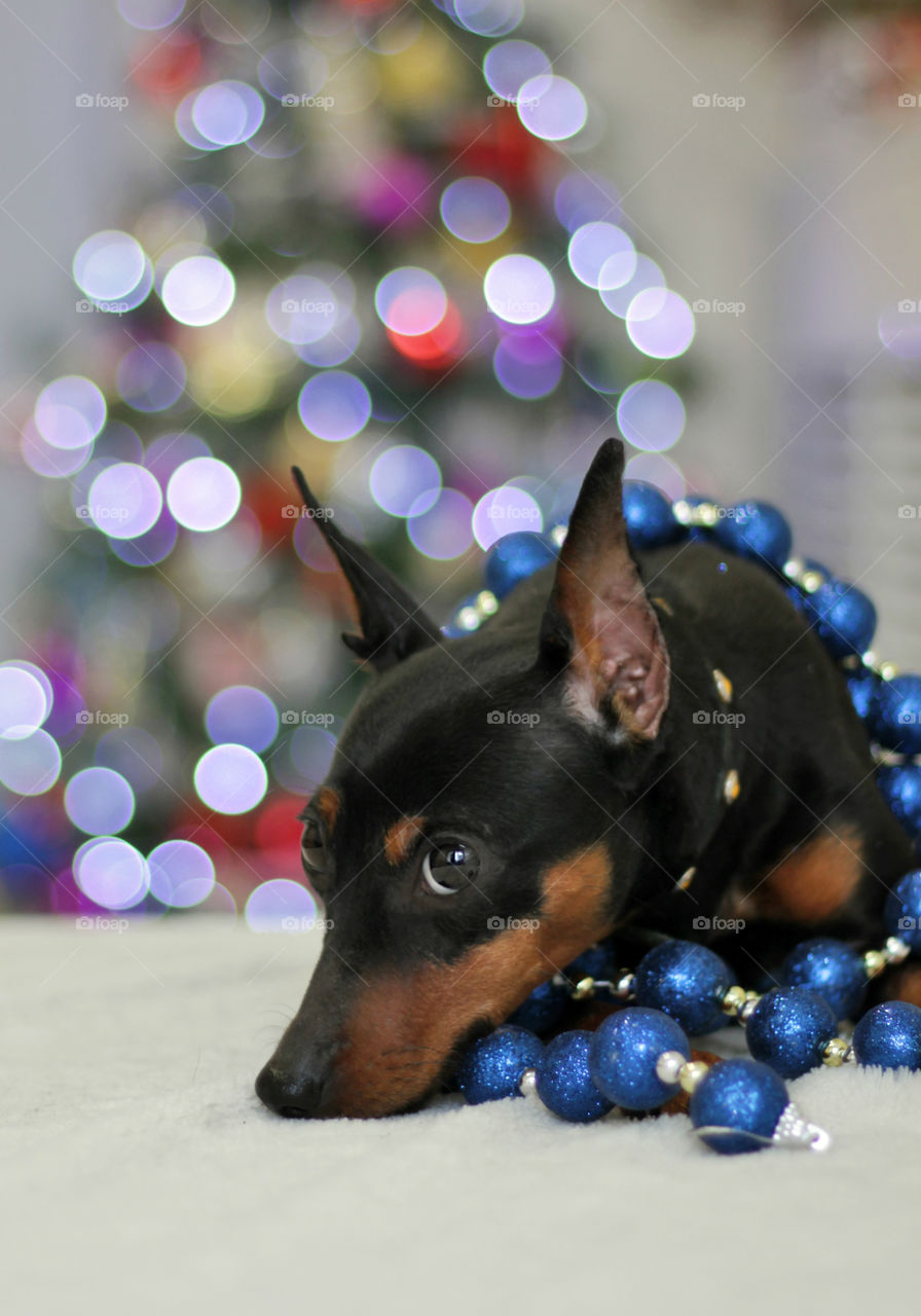 Pinscher dog