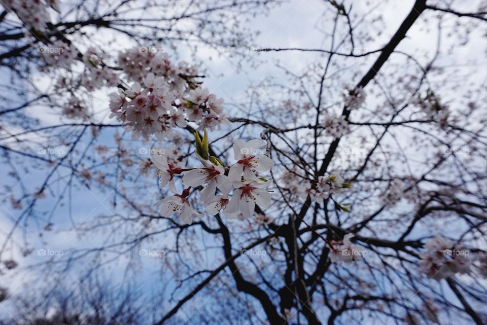 Cherry blossom in tokyo.