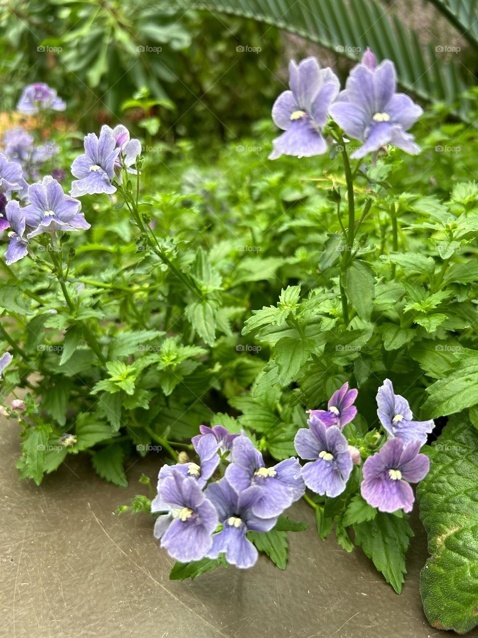 Vibrant array of purple Orychophramus flowers