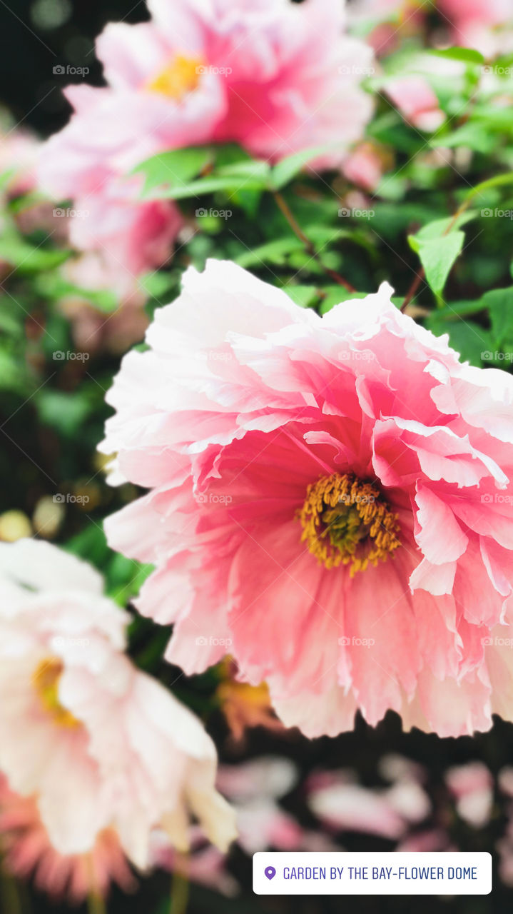 The Damsel. This flower caught my attention when I was in Singapore. It looked so pure and beautiful.