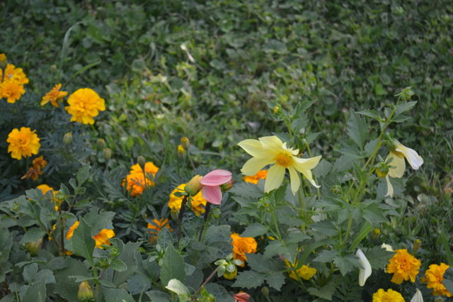 Flowers