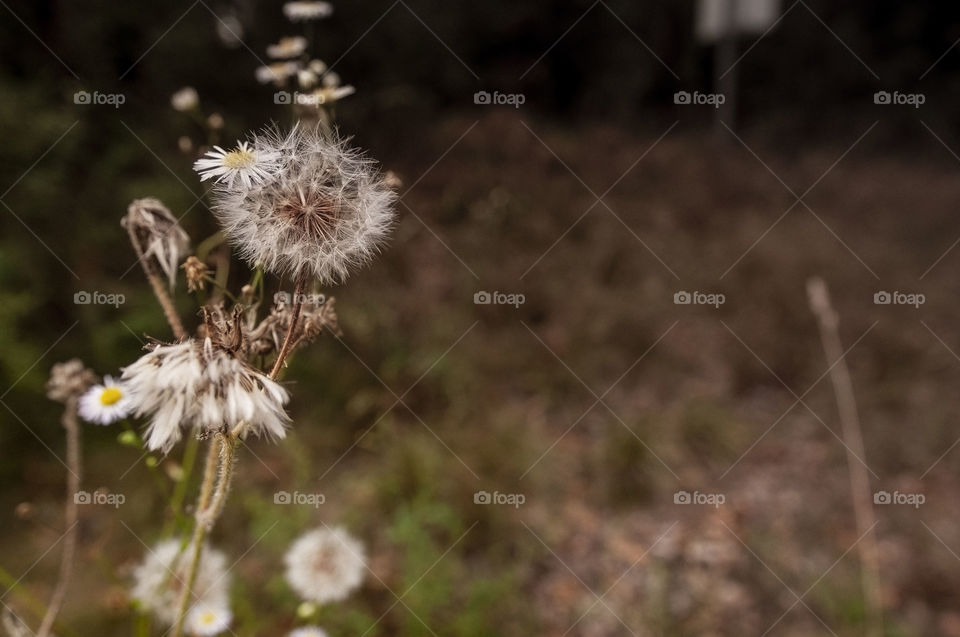 Dandelion
