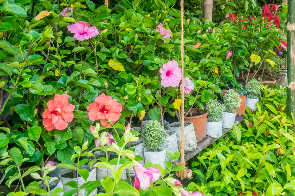 Bright colorful flowers in the greenhouse with Different flowers in a nursery - outdoors